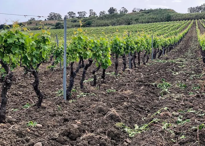 Fattoria Manostalla Chiarelli *