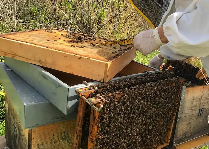 Fattoria Manostalla Chiarelli 农家乐 巴莱斯特拉泰