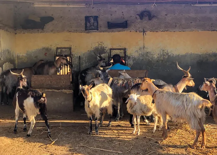 Fattoria Manostalla Chiarelli * 巴莱斯特拉泰