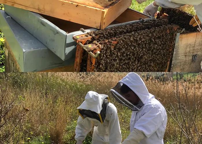 Fattoria Manostalla Chiarelli